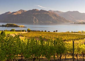 Savor great taste while wine tasting in Otago, Wanaka region.