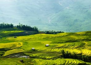 Rice fields terraces in Sapa, Vietnam.