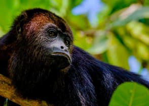 Black Howler monkey in Belize 