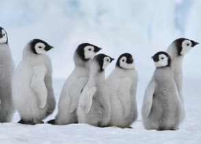 Emperor penguins on Snow Hill island, Antarctica