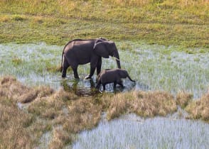 Elephants crossing the Okavango Delta 