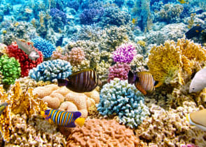 The Great Barrier Reef in Australia