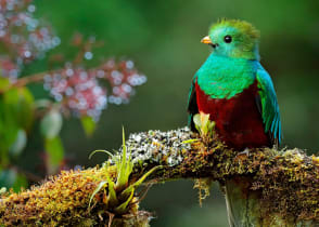 One of the beauties of the wild forests of Costa Rica Quetzal - sacred bird of the Mayan tribe