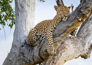 Leopard lounging on a tree branch in South Luangwa National Park, Zambia