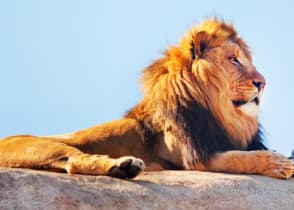 Lion laying on a rock in Etosha National Park, Namibia