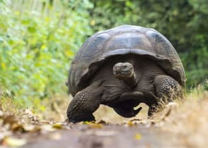 Giant turtle in El Chato tortoise reserve, Ecuador