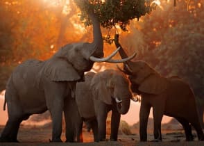 Herd of elephants at Mana Pools in Zimbabwe