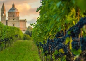 Vineyards in Montepulciano, Italy