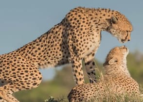 Cheetahs in Selous National Park, Tanzania