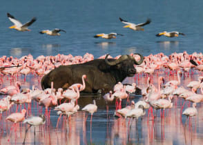 Buffalo surrounded by flamingos in Lake Nakuru, Kenya