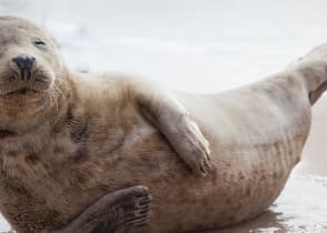 Sea lion on the beach.