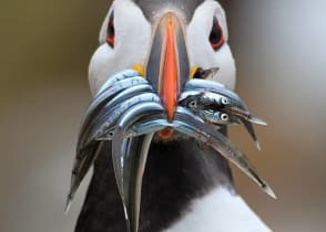 Atlantic Puffin bird, Ireland