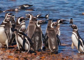 Megellanic penguins in Southern Argentina