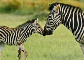 Classic Southern African Safari - Zebra rubbing noses with her calf in the Okavango Delta