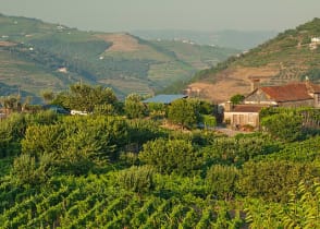 Immerse yourself in the atmosphere of the old vineyards of the Douro Valley, which have changed little since the 18th century.