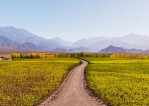 Vineyards and the Andes Mountains in Mendoza, Argentina