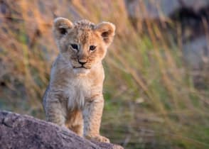 Lion cub in Tanzania