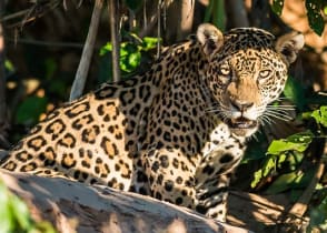 Jaguar in the Peruvian Amazon