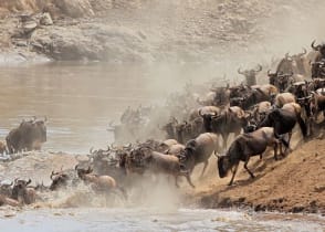 Great Migration, Masai Mara National Reserve, Kenya