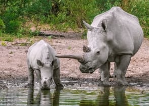 Mom and baby rhinoceros drink water. North Mara Game Reserve, Kenya