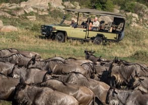 Great Migration in Eastern Serengeti, Tanzania