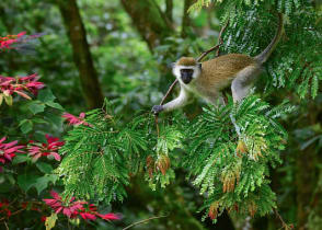 Monkey Vervet in the wild in Rwanda, Africa