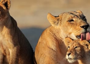 Lioness with cubs in the African savanna