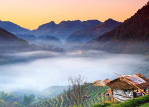 Tea plantation in Doi Ang Khang, Thailand