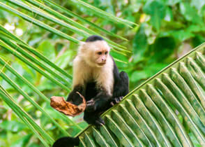 Capuchin monkeys in Manuel Antonio National Park, Costa Rica