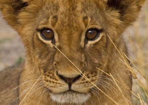 Lion cub in the African savanna