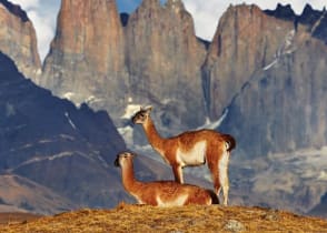 Guanaco in Torres del Paine National Park, Patagonia, Chile.