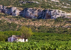 Vineyards in the hills, Greece