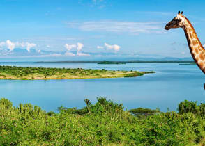 Giraffe by the Nile river in Uganda