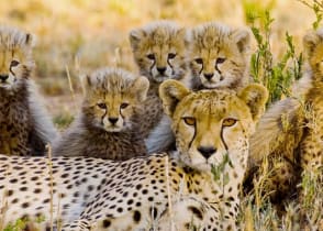 Cheetah and cubs in the African savanna