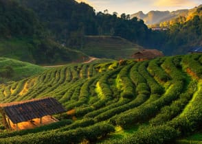 Hillside tea fields in mountainous Doi Ang Khang, Chiang Mai, Thailand