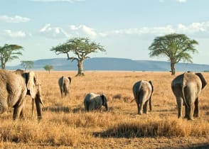 Herd of elephants on the plains, Tanzania