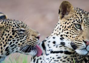 Leopards in the savanna, Botswana