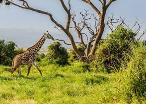 Amboseli, National Park in Kenya