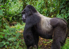 Dominant male gorilla in Bwindi Impenetrable Forest, Uganda