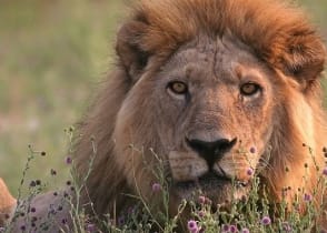 Male lion resting in the rays of the setting sun, Moremi Game Reserve, Botswana