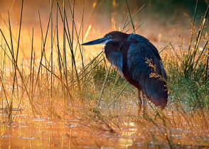 Goliath heron bird by river in Africa