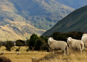 Countryside of New Zealand 