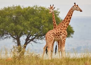 Murchison Falls National Park in Uganda