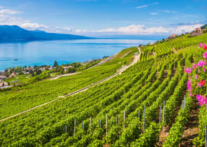 Rows of vineyard terraces in famous Lavaux wine region, Switzerland