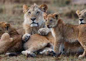 African lion family lying down together in Maasai Mara National Reserve, Kenya, Africa