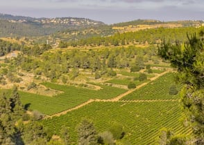 Vineyard landscape in Jerusalem, Israel