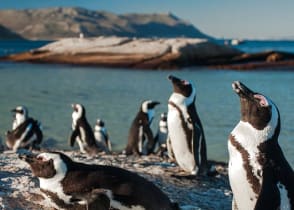 Penguins on Boulder Beach near Simon's Town in the Western Cape province of South Africa.