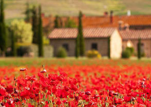 Flower fields, a village near Florence, Tuscany