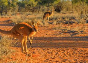 Kangaroo jumping over the red sand of outback central Australia