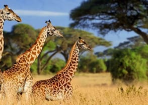 Three giraffes in Amboseli National Park, Kenya